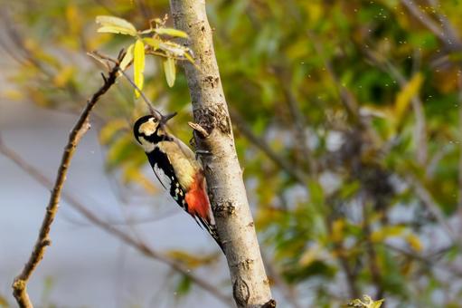 アカゲラ⒃の写真