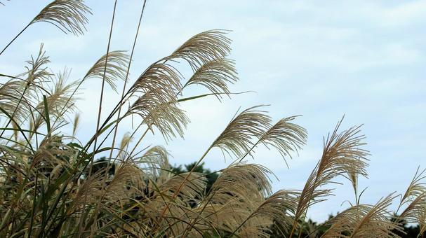 稲取細野高原のすすき野原　3 稲取細野高原,ススキ,秋の写真素材