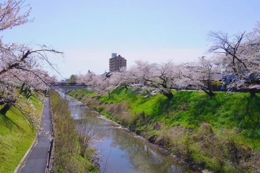 Photo, cherry blossoms, chuan, shinsakai riverbank, 