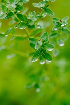 水滴の輝き⑺ 植物,葉,水滴の写真素材