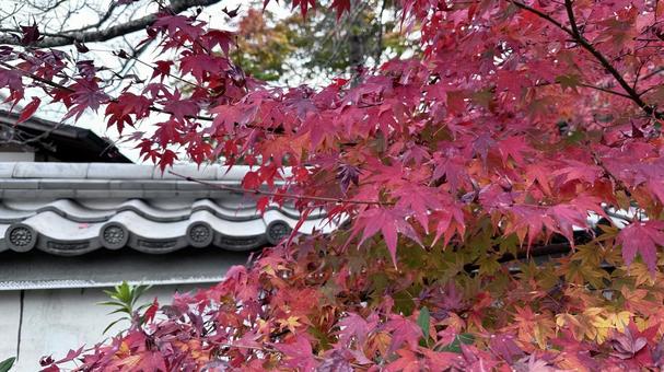 京都嵐山のもみじ4 京都嵐山のもみじ4の写真