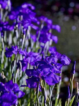 夜の堀切菖蒲園 ライトアップされる花菖蒲 夜の堀切菖蒲園 ライトアップされる花菖蒲 堀切菖蒲園,5月,菖蒲の写真素材