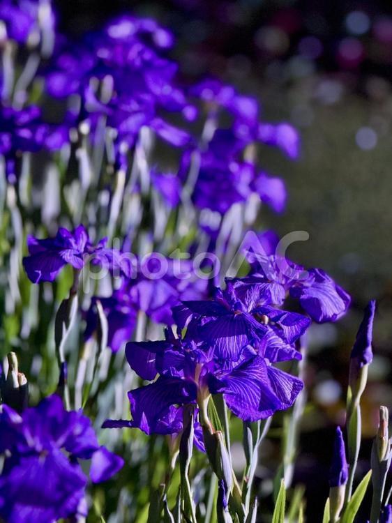 夜の堀切菖蒲園　ライトアップされる花菖蒲 堀切菖蒲園,5月,菖蒲の写真素材