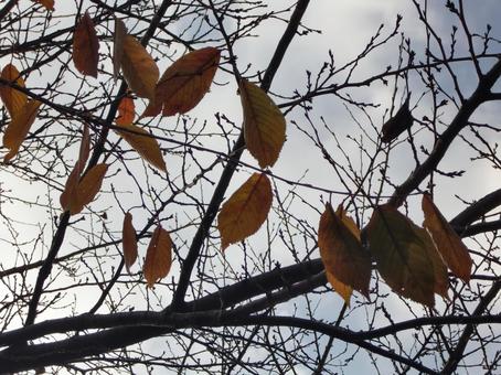 残り紅葉-5 残り紅葉-5の写真