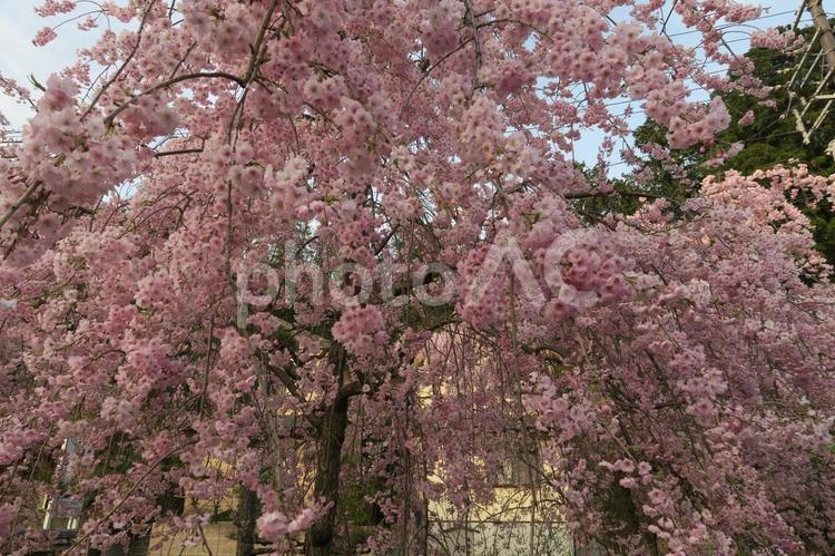 枝垂れ桜 自然,桜,春の写真素材