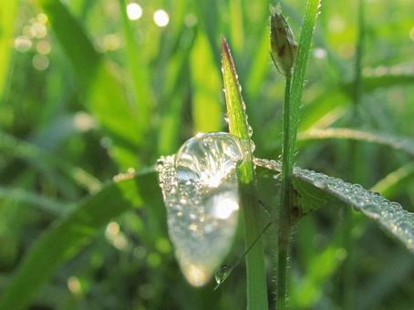 水滴と緑の葉の風景 水滴と緑の葉の風景 水滴,しずく,雨の写真素材