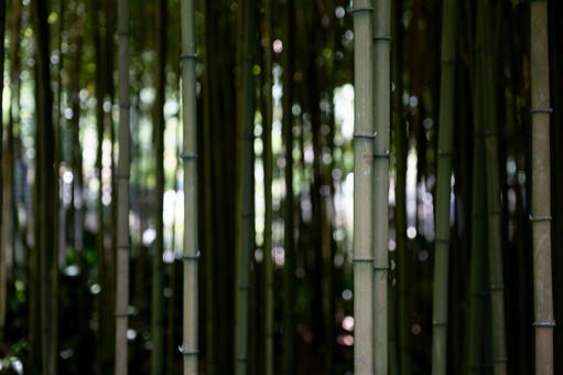 ［季節のイメージ］竹林｜浄智寺｜夏 竹林,竹,浄智寺の写真素材