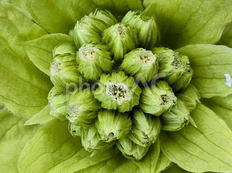 ふきのとう ふきのとう,早春,花茎の写真素材