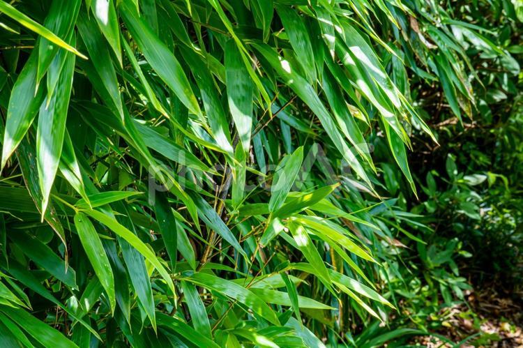 夏の生い茂る笹 笹,笹の壁,笹の葉の写真素材