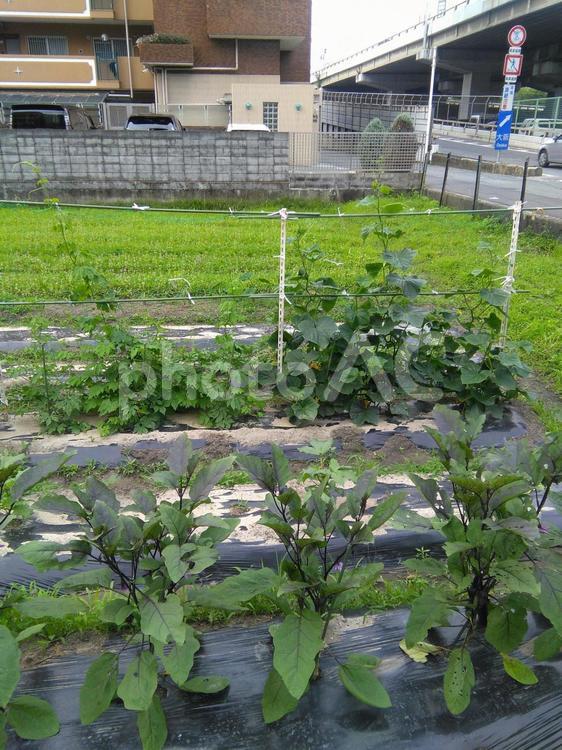都会の中の菜園 畑,都会,菜園の写真素材