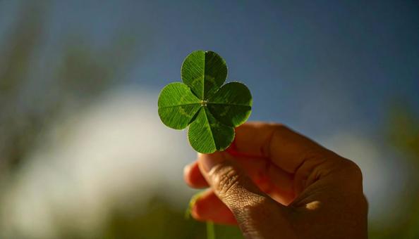 四つ葉のクローバーを片手でとる女性の手 四つ葉のクローバーを片手でとる女性の手の写真