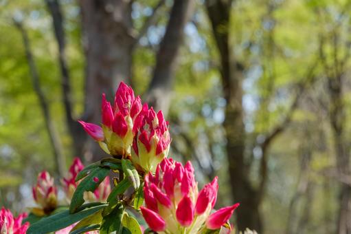 春光に輝く石楠花の蕾 春光に輝く石楠花の蕾の写真