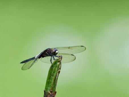 Photo, pseudothemis dragonfly, dragonfly, black and white, 