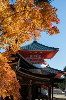 高野山　壇上伽藍　根本大塔 高野山,壇上伽藍,根本大塔の写真素材