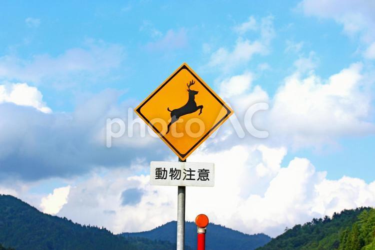 道路標識（動物注意） 道路標識,動物注意,警告の写真素材