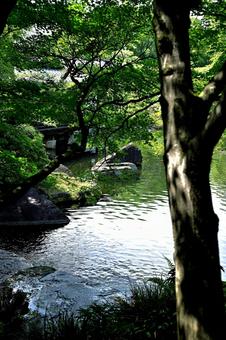 落ち着いた日本庭園で輝く小池 落ち着いた日本庭園で輝く小池の写真