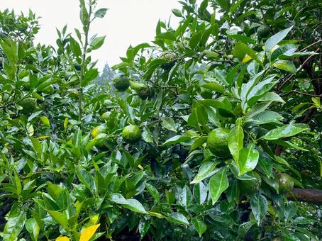 柚子の木 柚子の木,柚子,青柚子の写真素材