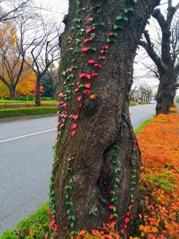 Photo, autumn, cherry blossoms, cherry tree, 