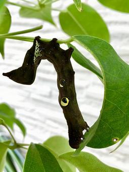 ムベの葉を食べるアケビコノハの幼虫の写真