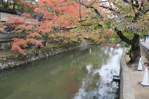 倉敷 美観地区 川 倉敷 美観地区 川 くらしき川舟流し,倉敷,美観地区の写真素材