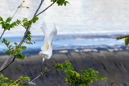 コサギ(42)の写真