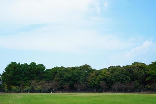 秋の公園・青空と木々 公園,広場,空の写真素材