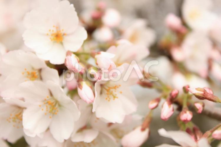 ふんわりした桜 桜,ソメイヨシノ,ふんわりの写真素材