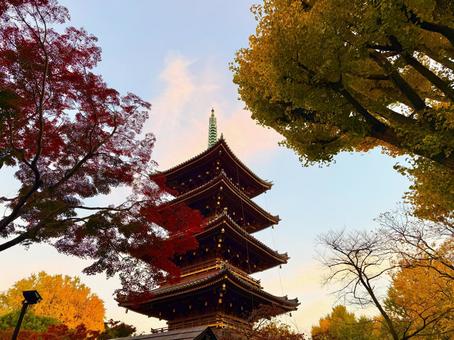 上野動物園の五重塔と紅葉 青空,空,秋の写真素材
