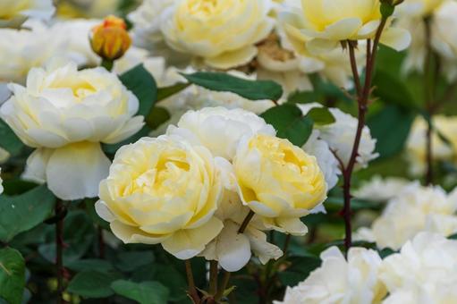 A cluster of elegant white roses, rose, white, flower, JPG