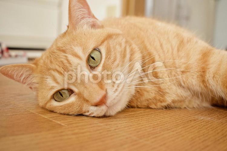 床が気持ちいい 茶トラ猫,茶とらネコ,ネコの写真素材