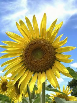 青空に映えるひまわり ひまわり,向日葵,夏の写真素材
