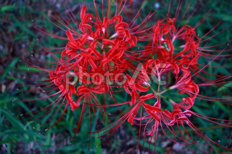 公園の花壇に咲く彼岸花 彼岸花,曼珠沙華,俯瞰の写真素材
