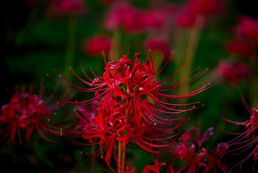 <Goto scenery> Red spider lilies blooming in the autumn grassland, JPG