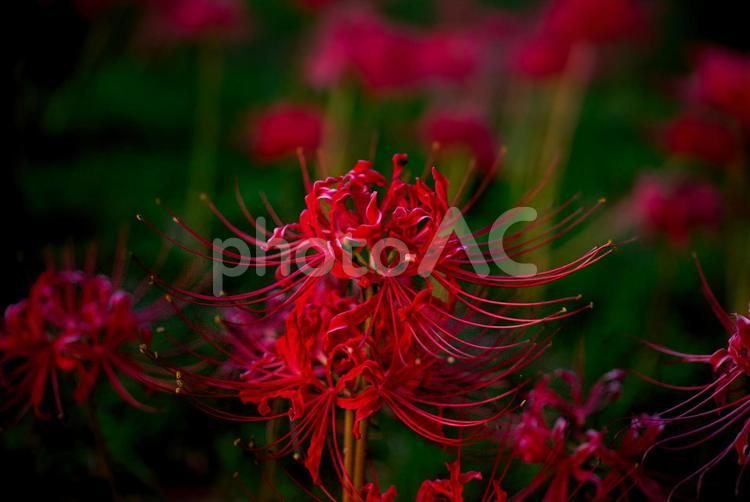 ＜五島の風景＞秋の草原に咲くヒガンバナ ひがんばな,秋,花の写真素材