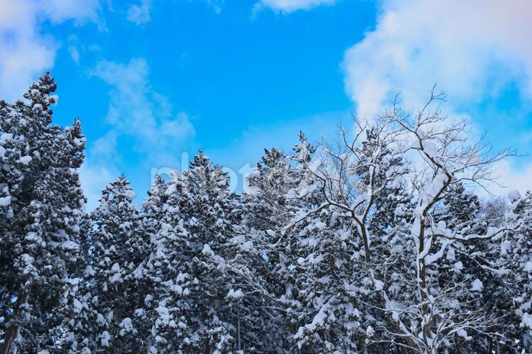 雪化粧した木々と青空 冬,雪化粧,雪山の写真素材