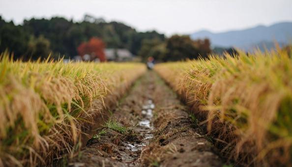 稲穂が実る田園風景 稲穂が実る田園風景の写真