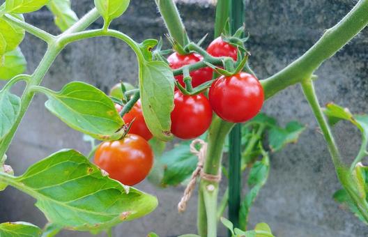 家庭菜園/赤く熟したミニトマト 家庭菜園/赤く熟したミニトマト ミニトマト,家庭菜園,トマトの写真素材