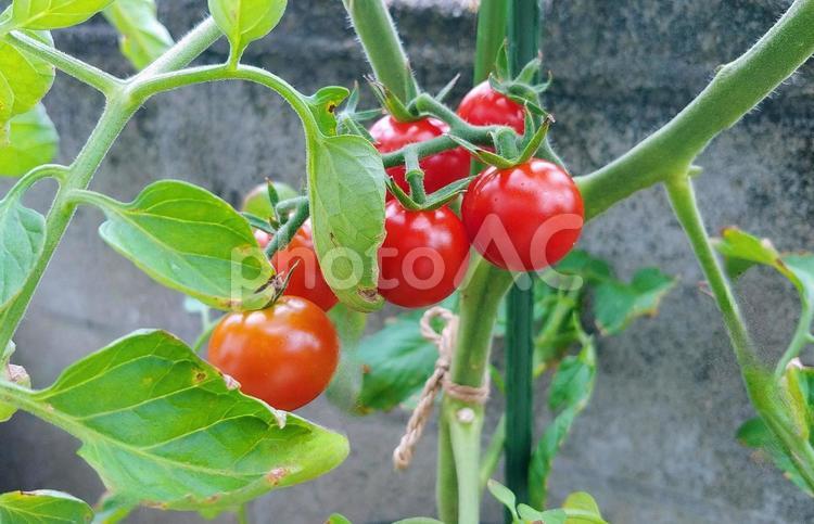 家庭菜園/赤く熟したミニトマト ミニトマト,家庭菜園,トマトの写真素材