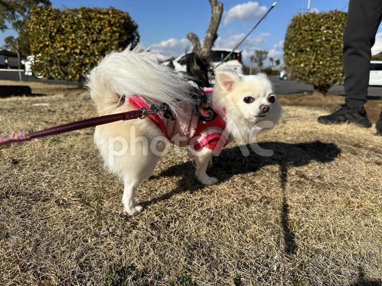 白チワワが振り返ってる 犬,チワワ,ちわわの写真素材