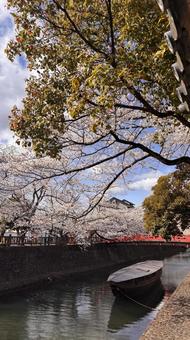 桜と水門川 桜と水門川 さくら,春,木の写真素材
