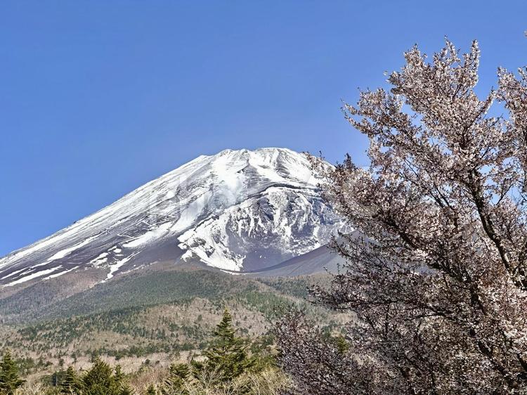 マメザクラと富士山 富士山,桜,マメザクラの写真素材