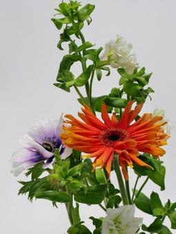 ガーベラとアネモネの花 花,ガーベラ,アネモネの写真素材