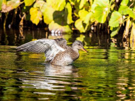 池で羽ばたくオカヨシガモ オカヨシガモ,カモ,鴨の写真素材