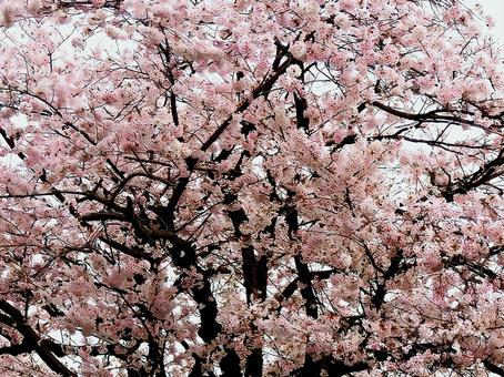 【桜の写真】桜が咲く風景 【桜の写真】桜が咲く風景の写真