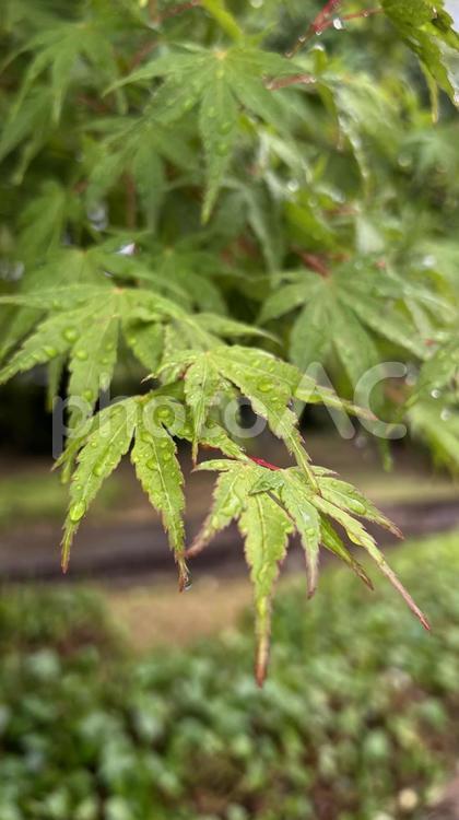 雨上がりのいろはもみじの葉 グリーン,リラックス,屋外の写真素材