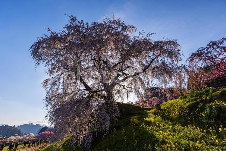 奈良県宇陀市　満開の又兵衛桜 又兵衛桜,桜,サクラの写真素材