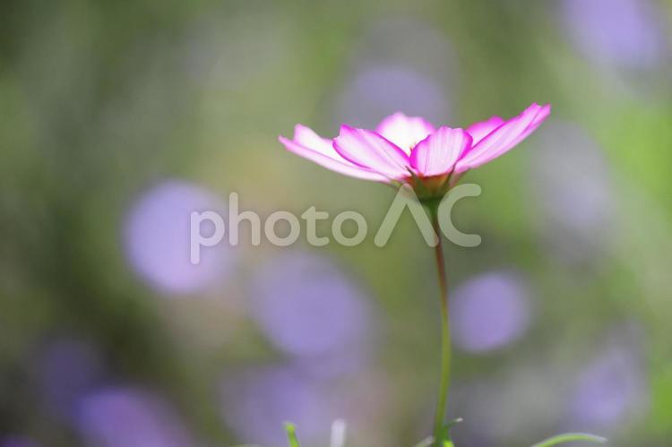 美しい緑と白いコスモス コスモス,花,秋桜の写真素材