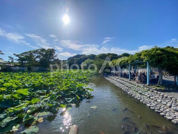 鶴岡八幡宮　蓮池と藤棚 鎌倉,鶴岡八幡宮,蓮の写真素材
