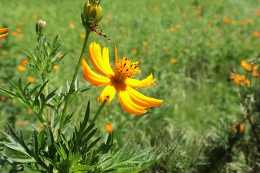 秋色のキバナコスモスの花 アップ2 秋色のキバナコスモスの花 アップ2の写真