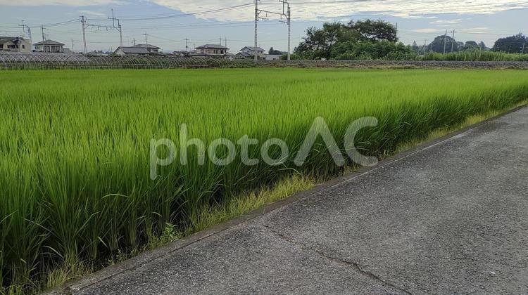 水田の稲が伸びる風景６ 水田,田んぼ,稲の写真素材